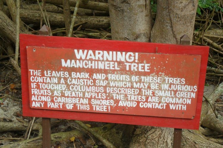 Papan peringatan yang menjelaskan bahaya memegang semua bagian pohon Manchineel 