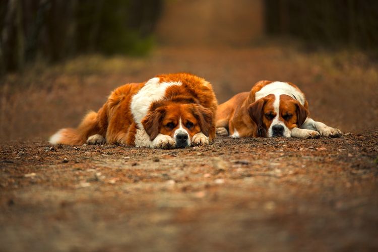 Ilustrasi anjing Saint bernard