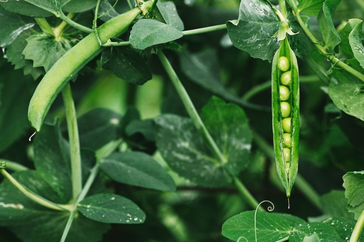 Ilustrasi tanaman kacang hijau
