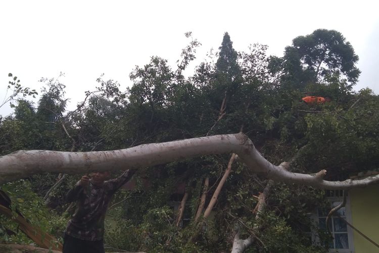 Angin Kencang di Sukabumi, Beringin Berusia 42 Tahun Tumbang dan Timpa Atap Kantor Kecamatan