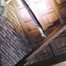 Ular King Kobra 3 Meter Kejar Biawak di Plafon Rumah ASN di Situbondo, Perlu Spesialis untuk Evakuasi