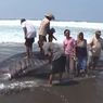 Hiu Tutul Mati Terdampar di Pantai Selatan Kebumen