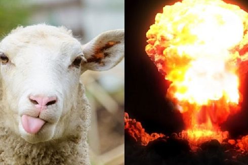 Temuan Domba Terpapar Radiasi Perkuat Dugaan Israel Uji Coba Nuklir