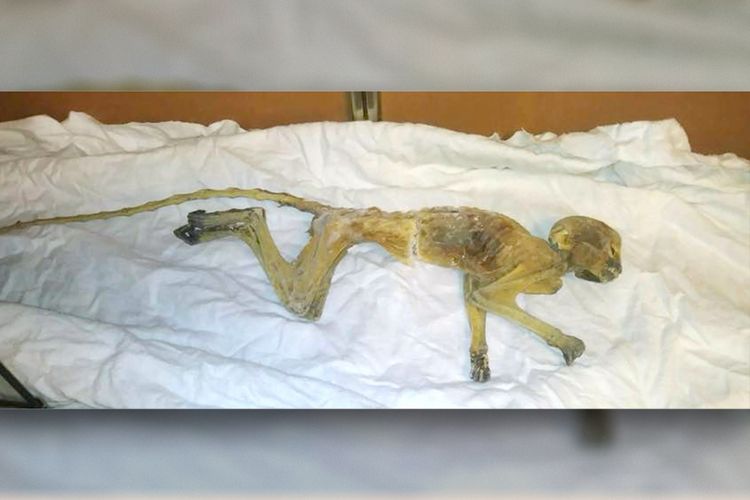 Mumi monyet yang ditemukan di Dayton