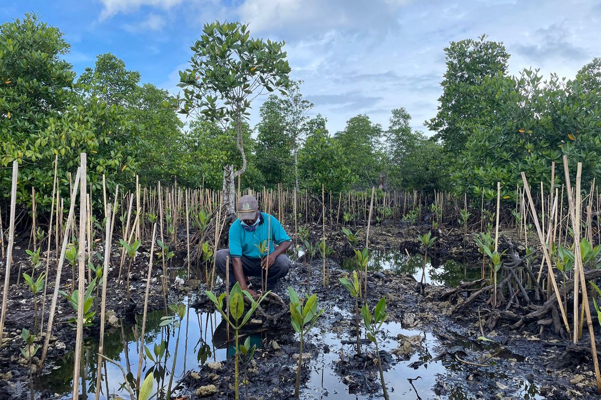 Salah satu kegiatan rehabilitasi dari Badan Restorasi Gambut dan Mangrove (BRGM) di Sorong, Papua Barat.