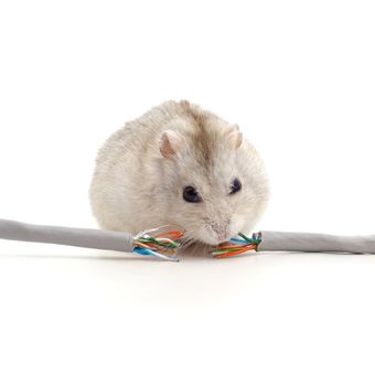 Ilustrasi tikus mengigit kabel