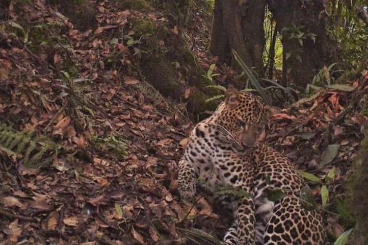 Macan tutul jawa (Panthera pardus melas) terekam oleh kamera jebakan di Taman Nasional Gunung Halimun Salak, Jawa Barat, 1 November 2012.