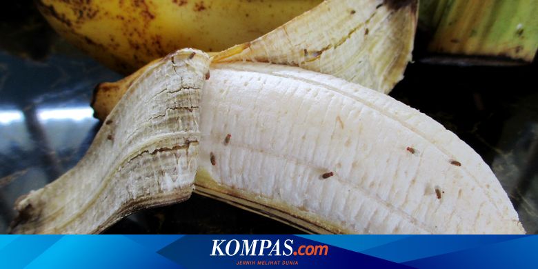 Cara mengusir lalat buah pada tanaman