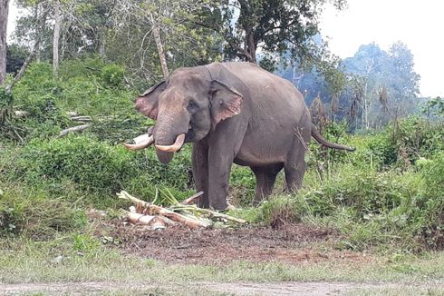 Gajah Rahman dan Indro Pun 