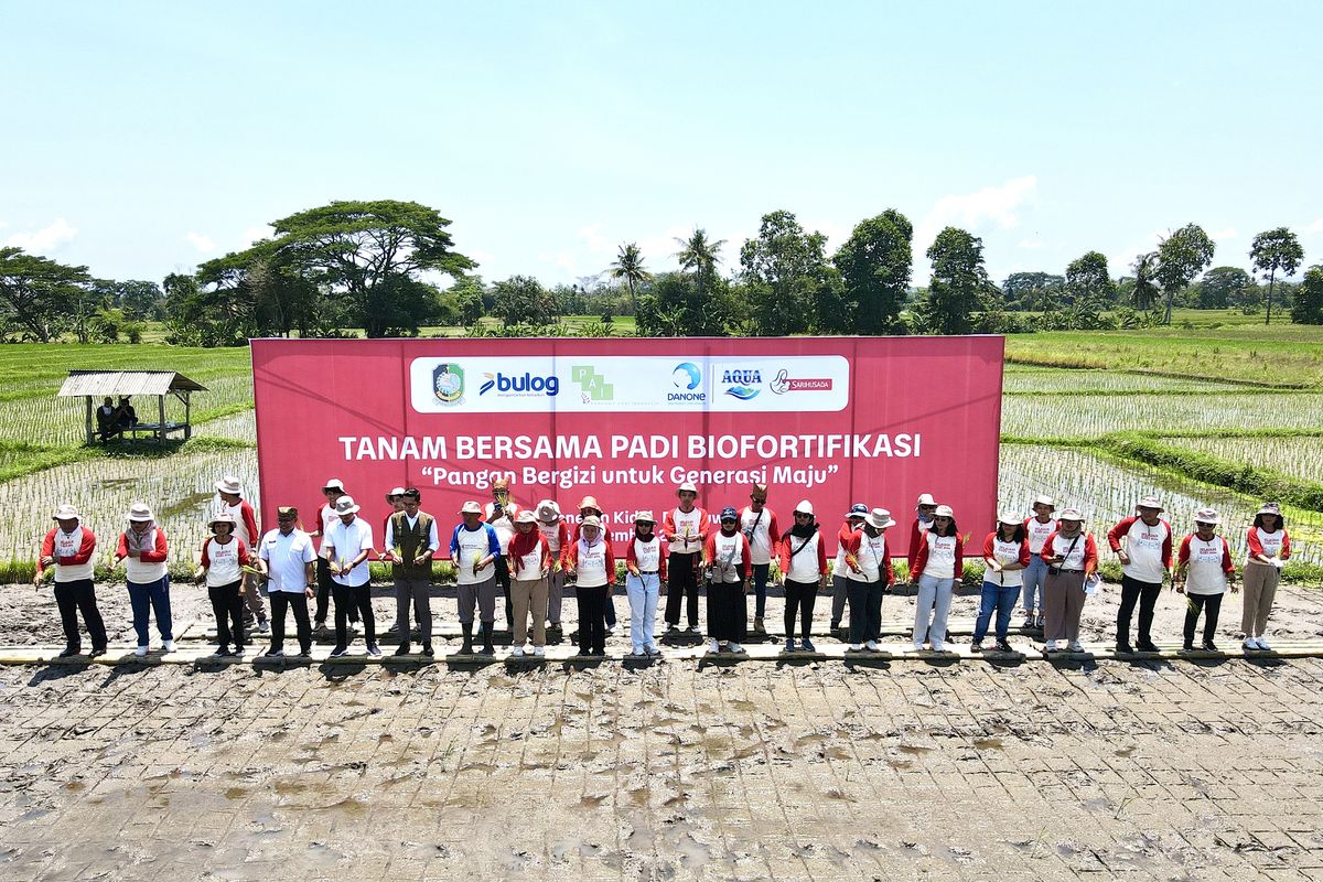 Penanaman padi biofortifikasi yang merupakan salah satu rangkaian acara Jelajah Gizi 2024 bersama Danone Indonesia di Desa Benelan Kidul, Kabupaten Banyuwangi, pada Rabu, (6/11/2024).