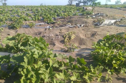 Derita Petani di Urut Sewu, Kebun Melon Dilindas Kendaraan Berat TNI AD Saat Latihan