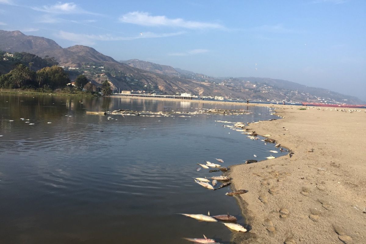 Ribuan ikan mati di pantai Malibu, California, AS, pekan lalu. Petugas setempat menduga kematian ribuan ikan ini karena meningkatnya suhu di AS.