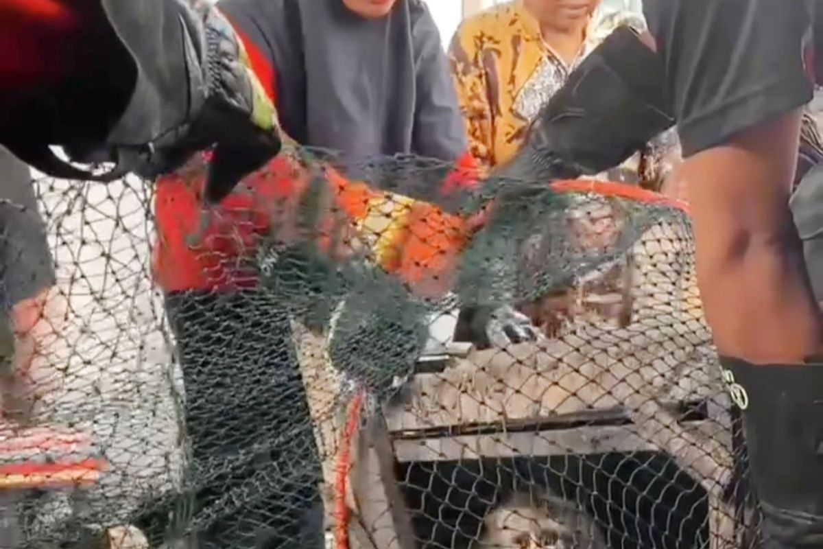 Petugas damkar Bangkalan melakukan evakuasi monyet galak yang dipelihara warga Desa Pandiyan, Kecamatan Arosbaya, Kamis (19/6/2025). 