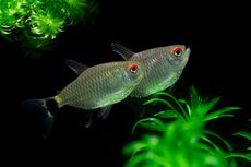 9 Jenis Ikan Neon Tetra Berwarna Unik, Ada yang Bermata Merah