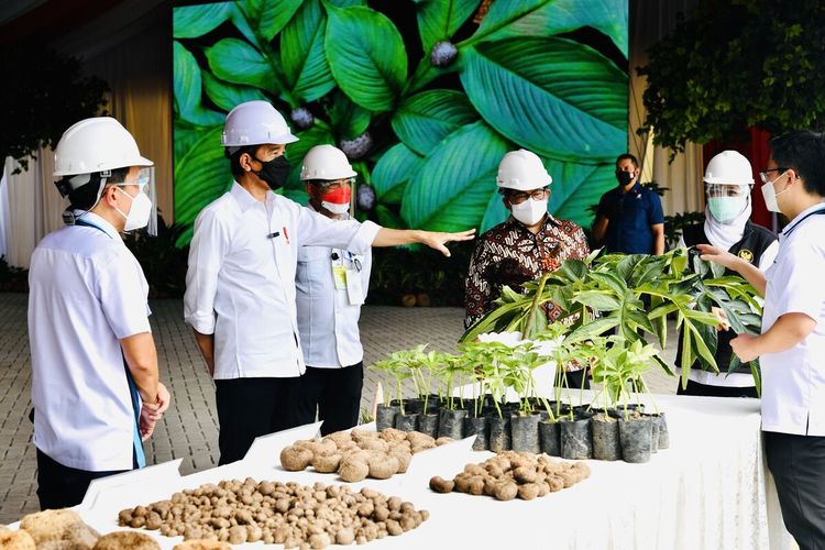 BIBIT PORANG—Presiden Jokowi melihat bibit porang berupa bubil, katak hingga umbi saat berkunjung di Kabupaten Madiun, Jawa Timur, Kamis (19/8/2021).