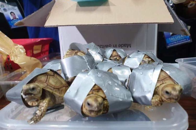 Biro Kepabeanan Filipina menemukan 1.500 kura-kura langka di Bandara Internasional Ninoy Aquino, Senin (4/3/2019). (Facebook/Bureau of Customs NAIA)