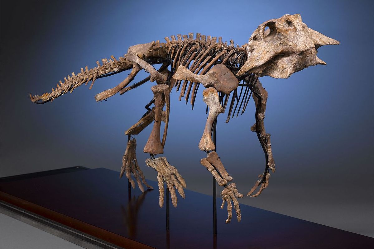Ilustrasi fosil dinosaurus Psittacosaurus