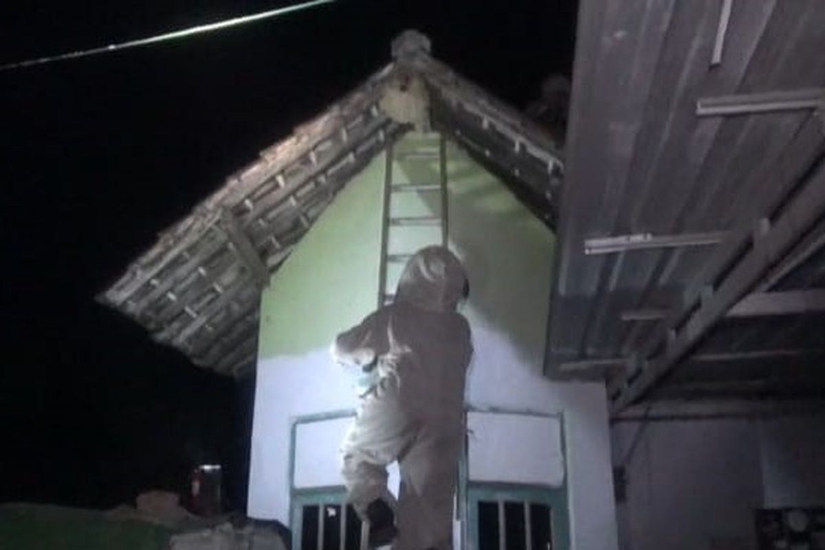 Petugas dari Damkar Kabupaten Jombang, Jawa Timur, menangani pemusnahan sarang tawon vespa, di Desa Dukuhklopo, Kecamatan Peterongan, Rabu (31/10/2024).