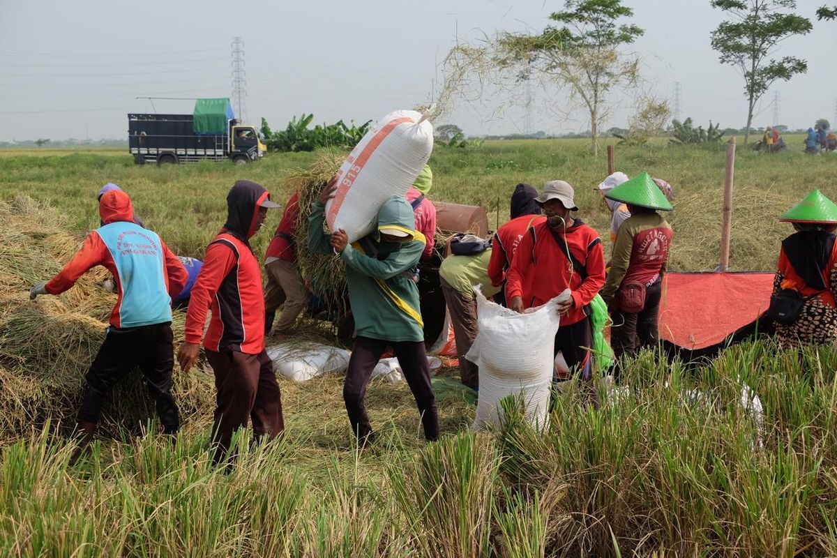 Bulog mencatat penyerapan gabah setara beras mencapai lebih dari 725.000 ton hingga akhir Maret 2025?rekor tertinggi dalam 10 tahun terakhir. 