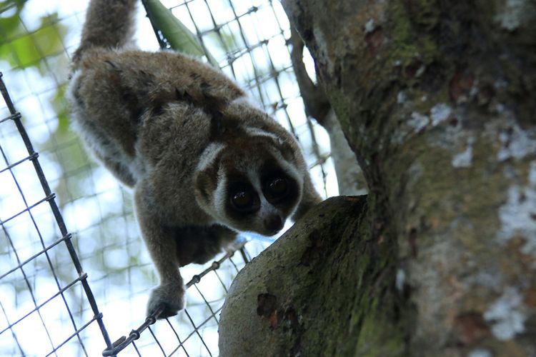 Kukang (Nyecticebus coucang) yang dilepasliarkan oleh Tim Balai Konservasi Sumber Daya Alam (BKSDA) Provinsi Aceh bersamaan dengan satwa dilindungi lainnya, siamang (Symphalangus syndactylus) di hutan di Kabupaten Aceh Jaya, Jumat (6/7/2018). Dua jenis satwa dilindungi yang disita dari warga itu telah direhabilitasi di BKSDA Aceh hingga siap untuk dilepasliarkan kembali ke hutan habitatnya.