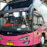 Bus Baru Kencana Buatan Karoseri Tentrem, Livery Pink dan Abu-abu