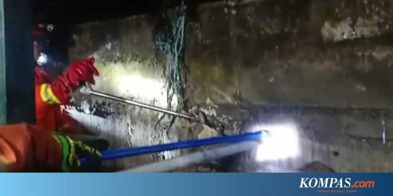  Ular  Kobra  Menyelinap di  Sela Tembok Rumah Warga Cibubur 