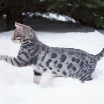Kenalan dengan Kucing Bengal Biru, dari Asal Usul hingga Fakta Menarik