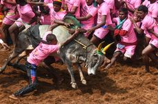 Tonton Festival Jallikattu di India, Dua Orang Tewas Diseruduk Sapi