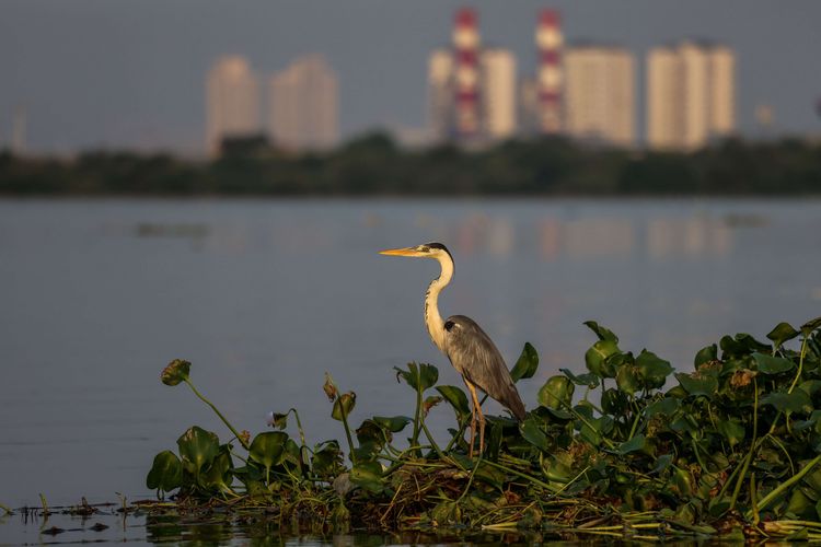 Burung bangau berada di dekat kawasan Suaka Margasatwa Muara Angke di Jakarta Utara, Rabu (25/8/2021). Foto menggunakan lensa super telephoto terbaru keluaran dari Canon melalui pt. Datascrip yaitu lensa RF600mm f/4L IS USM. 