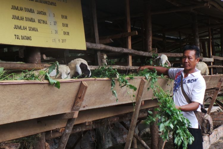 Karya Trans Mandiri yang ditargetkan memproduksi 600 ton pupuk kompos dari limbah sawit dan kotoran 80 dombanya, hasil pengembangbiakan domba bantuan sebanyak 30 ekor dan swadaya.