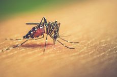 Studi Baru Ungkap Nyamuk Tertarik pada Orang Berbaju Merah
