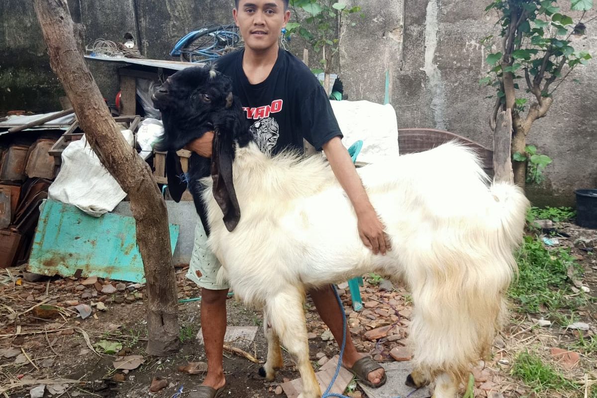 Jasa Kawin Kambing, Salah Satu Sumber Cuan yang Mulai Banyak Dilirik  Halaman all - Kompas.com