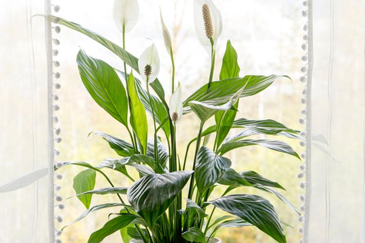 Ilustrasi tanaman hias peace lily. Peace lily adalah salah satu tanaman pembersih udara di dalam ruangan. 