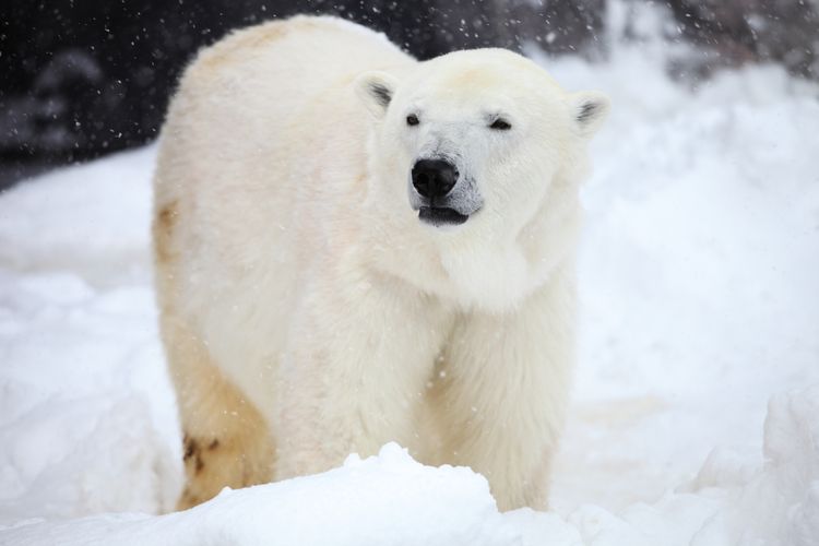 Beruang kutub mencari makan hingga ke Rusia