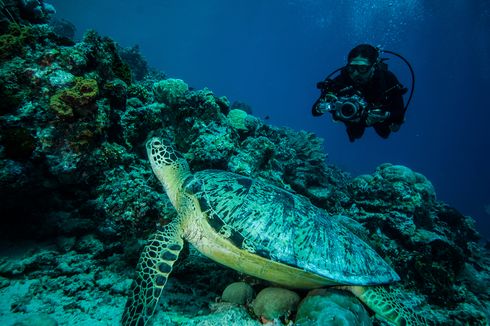 Terumbu Karang di Derawan Bakal Direhabilitasi