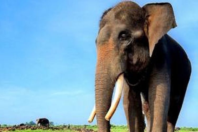 Taman Nasional Way Kambas