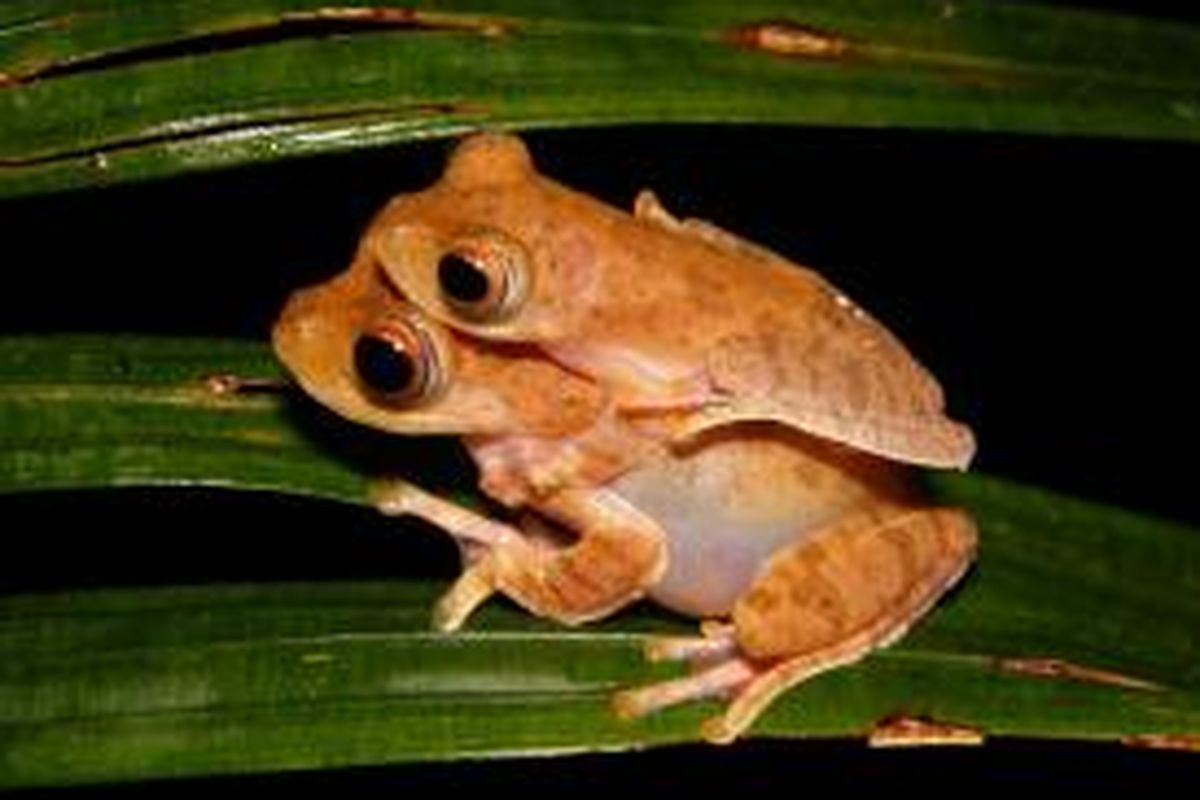 Spesimen Rhacoporus indonesiensis jantan dan betina. Gambar menunjukkan warna katak yang terlihat pada malam hari.