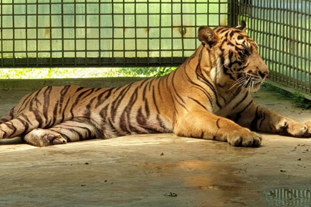 Harimau sumatera Atan Bintang saat berada di kandang observasi di Dharmasraya, Sumatera Barat.
