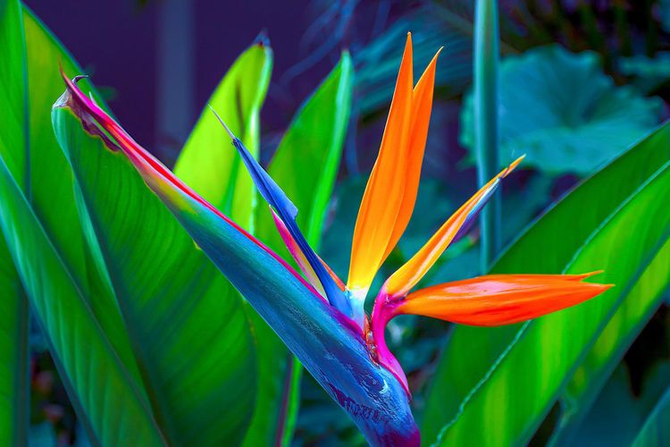 Ilustrasi tanaman hias Bird of Paradise. 