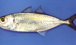 Cegah Penurunan Populasi Ikan Selar Bentong, Kementerian KP Lakukan Penelitian
