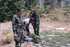  Aparat Temukan 20 Hektare Ladang Ganja Siap Panen 