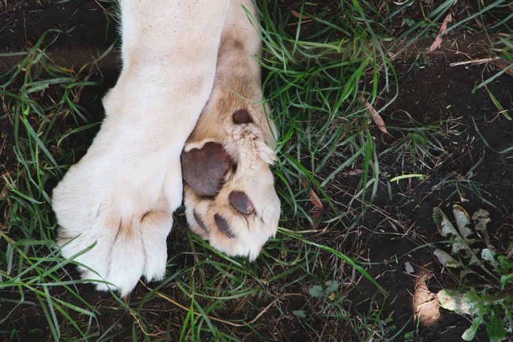 Kuku anjing yang berbau seperti keripik jagung bisa disebabkan oleh bakteri atau infeksi