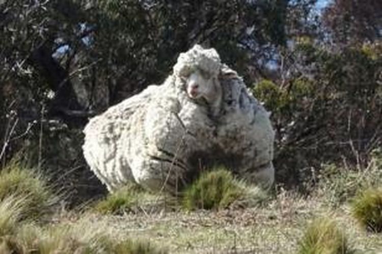 Seekor domba di Australia ini memiliki bulu yang sangat tebal sehingga dikhawatirkan justru membahayakan kesehatan hewan itu.