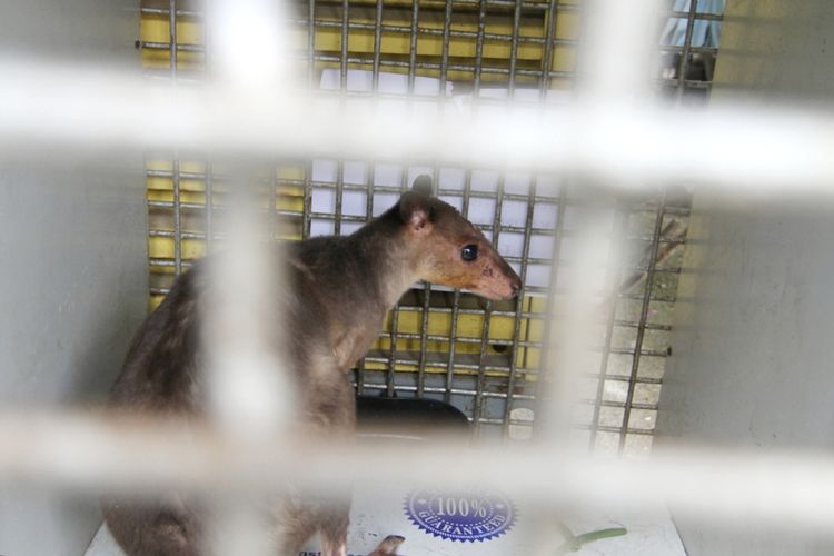 Seekor anak kanguru bersama belasan satwa dilindungi lainnya diamankan dari upaya penyulupan ke Malaysia, Rabu (15/1/2020).