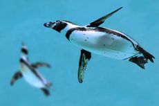 Sekitar 2.000 Penguin Ditemukan Mati, Terseret Arus ke Pantai Uruguay