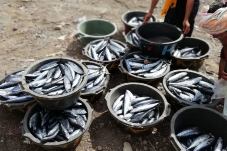 Nelayan menunjukan hasil tangkapannya di Pantai Kelan, Badung, Bali, usia menggunakan Fish Go.