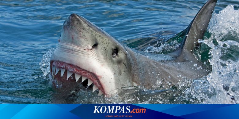 540 Koleksi Ikan Air Laut Hiu Gratis Terbaik
