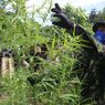 Sambut Hari Anti Narkotika Internasional, 15 Ton Ganja di Kaki Gunung Seulawah Dimusnahkan