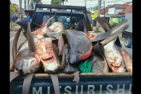 Viral, Foto Belasan Ikan Hiu Mati Diangkut Mobil Pikap di Cilacap