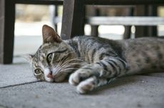 7 Cara Mengatasi Kucing Depresi dan Menjaga Kesehatan Mentalnya 